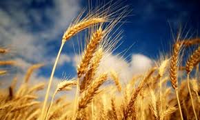 Euronext Launches New Wheat Contract Amidst Rising Prices