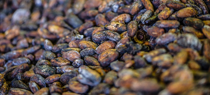 Cocoa Production In Bahia Region Rises 11 Percent To Record Levels
