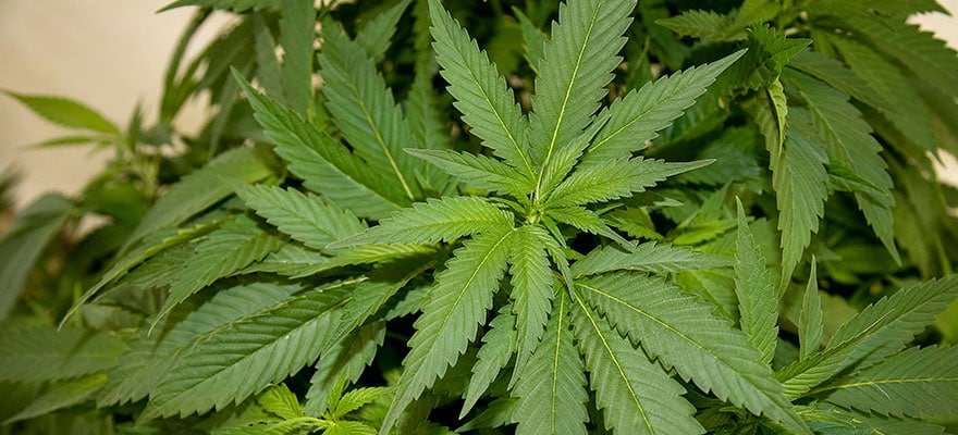 Payments Platform Alt Thirty Six Integrates Dash for Cannabis Sector