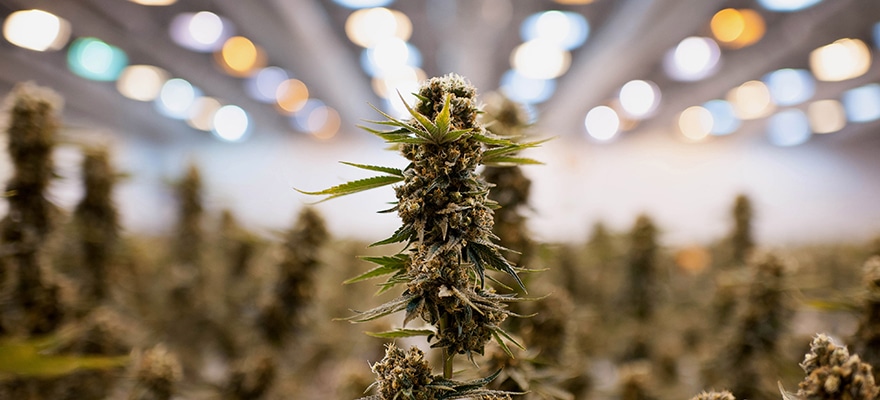 BaFin Warns Investors to Steer Clear of Marijuana Brokers