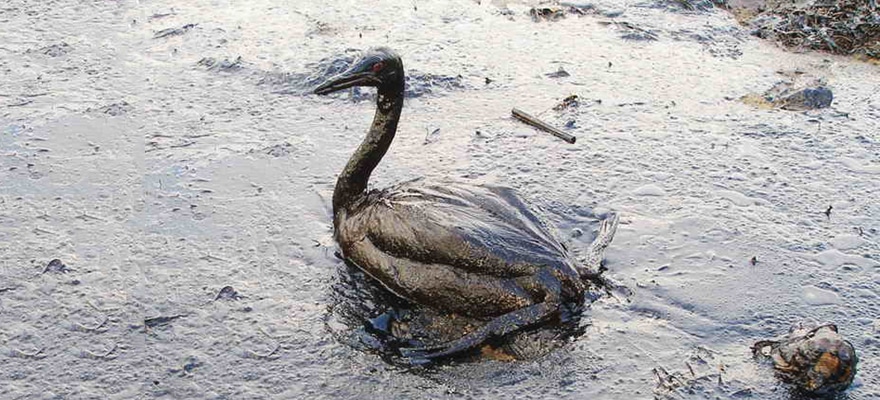 Oiled_Bird_-_Black_Sea_Oil_Spill_111207