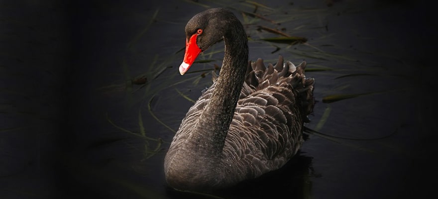 The Risk of Using Bitcoin CFD Brokers - the Infamous Black Swan