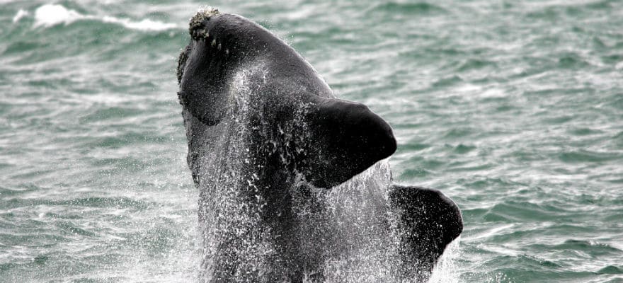 AI Startup Artudata Partners Google and Amazon to Help Brokers Hunt Whales