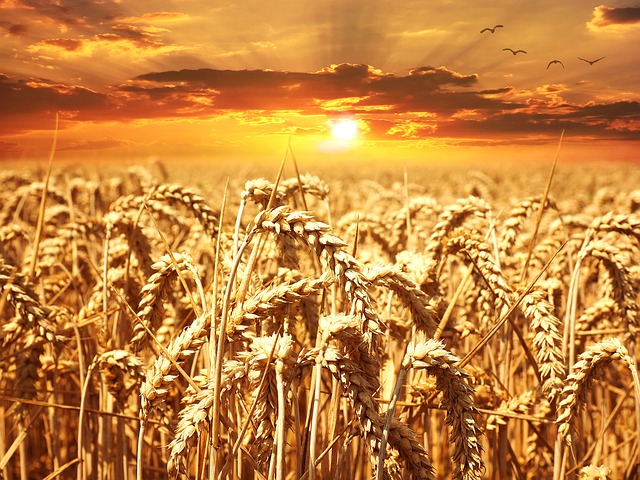 3,000 Tonnes of Wheat, Bought with Bitcoin, Shipped to Turkey from Russia