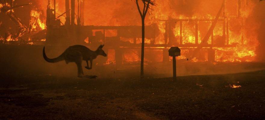 Aussie Brokers Dig Deep to Support Australian Bushfire Fight